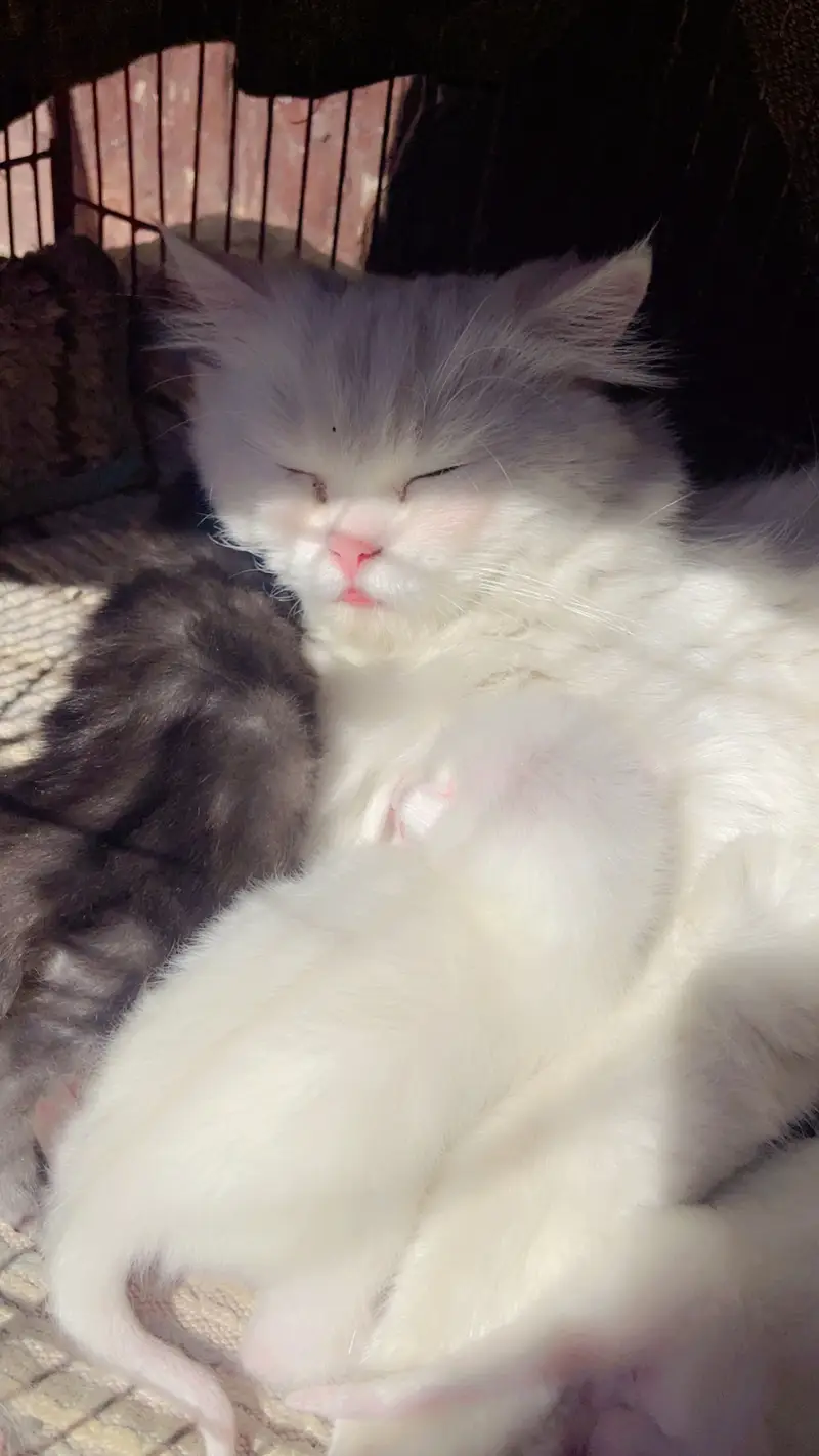 Persian cat and kittens punch face kittens double coated self feeding — photo 8