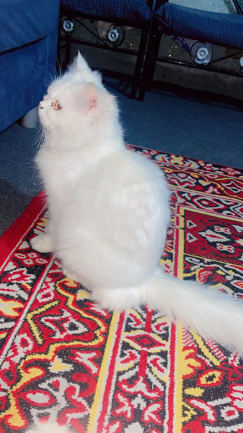 Persian cat and kittens punch face kittens double coated self feeding — photo 9