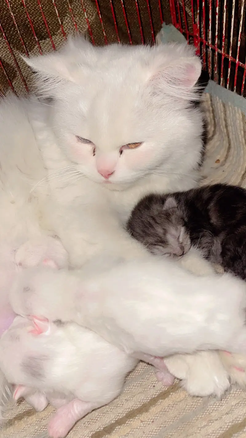 Persian cat and kittens punch face kittens double coated self feeding — photo 10