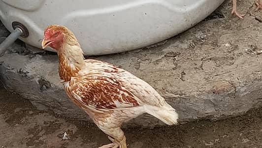 Aseel lasani for sale health and active and egg alsa giving
