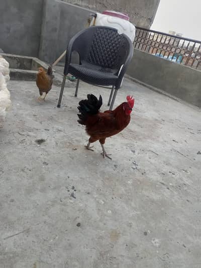 Aik Murga Aik Murgi pathi For Sale