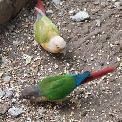 parrots