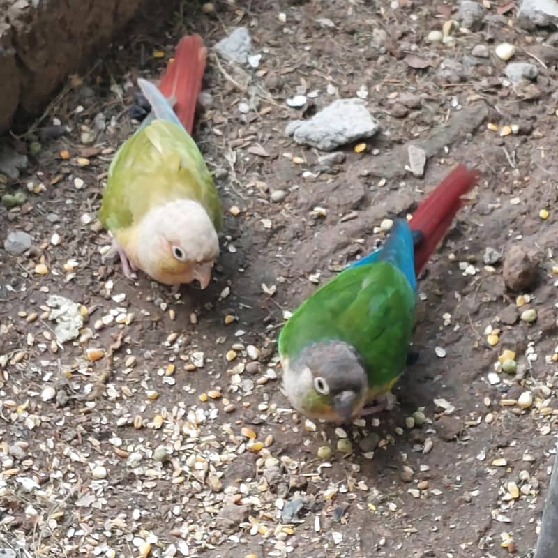 parrots 1