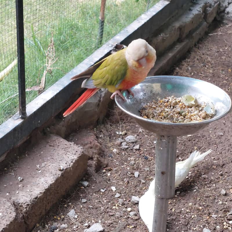 parrots 2