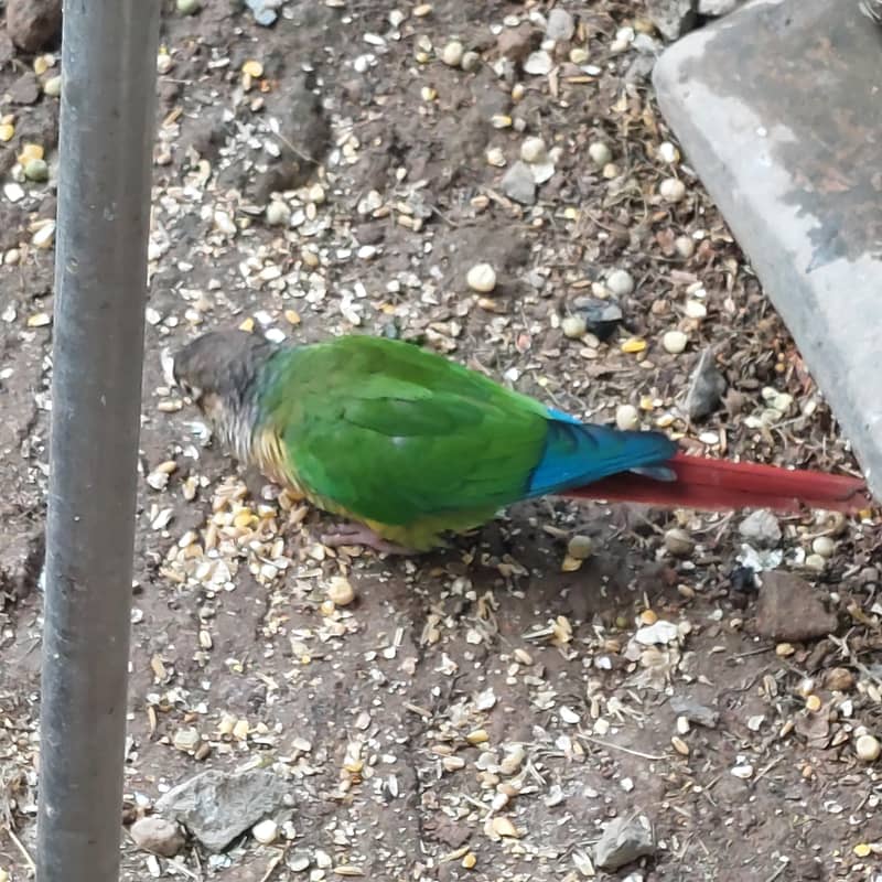 parrots 3