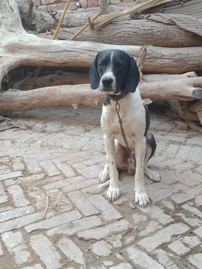 Pointer male