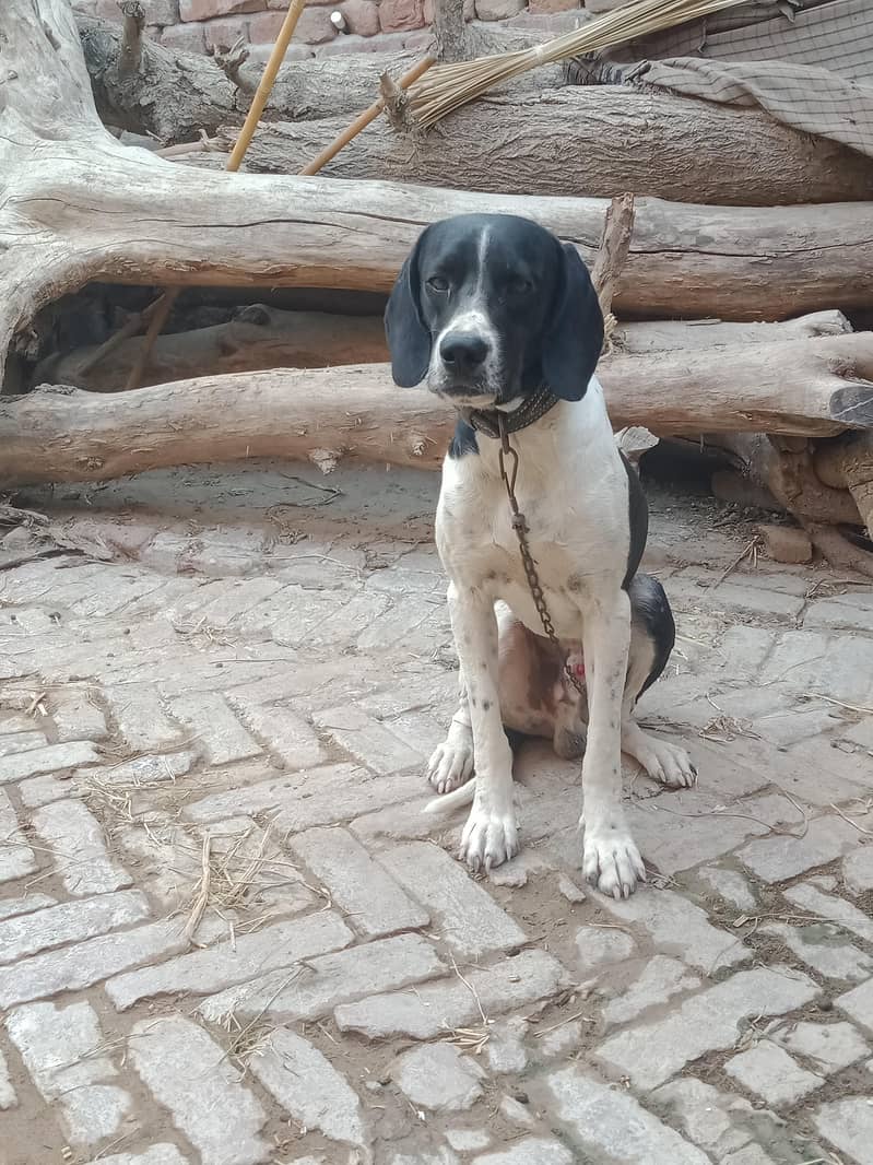 Pointer male 0