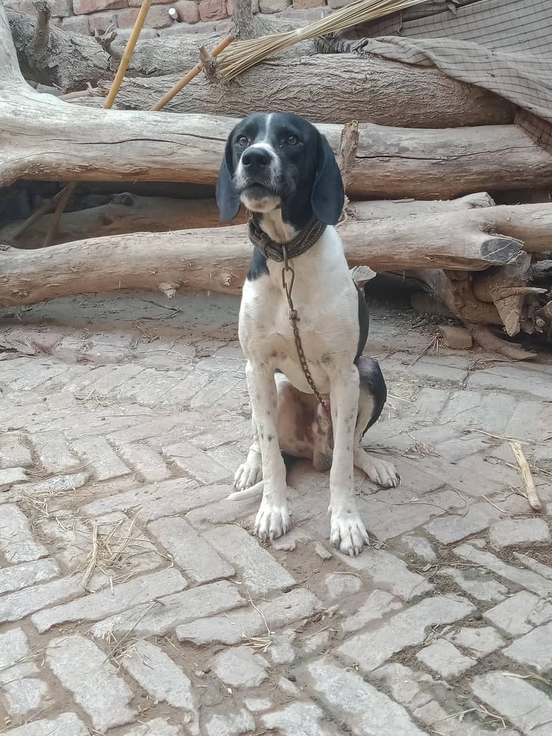 Pointer male 1