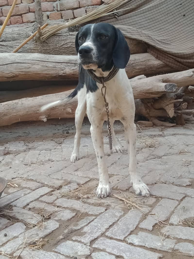Pointer male 2