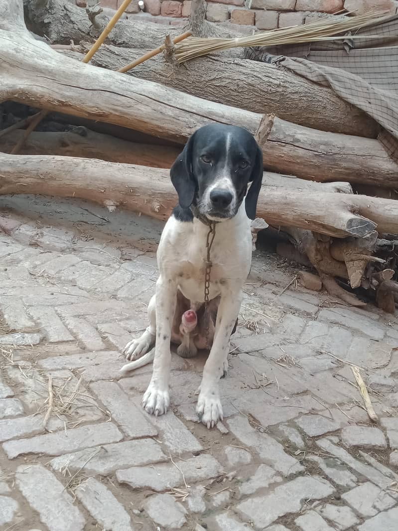 Pointer male 3