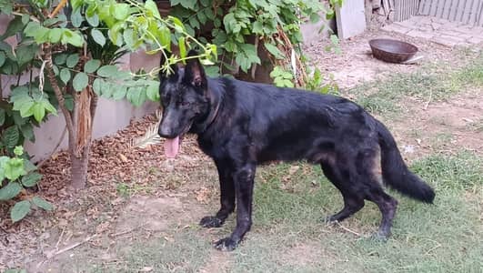 sezar find a new home