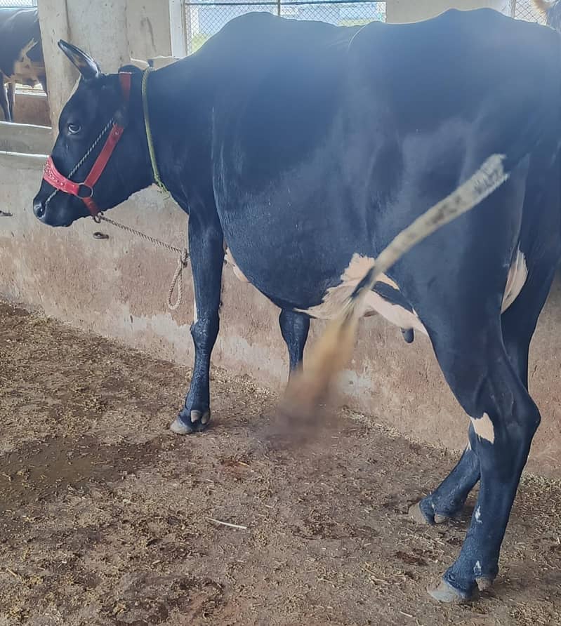 cow/گاۓ 0