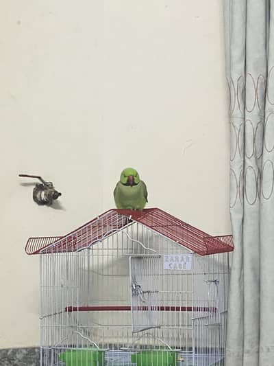 Parrot  for sale with cage
