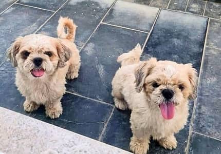 Shih Tzu Dogs Male (Pair)