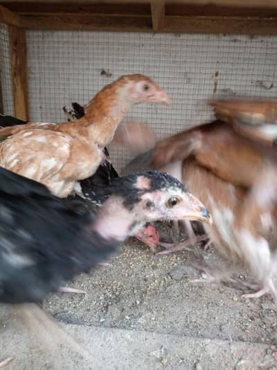 Aseel chicks pure breed
