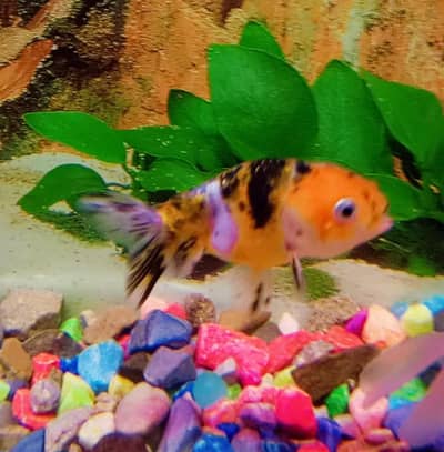 Goldfish for sale