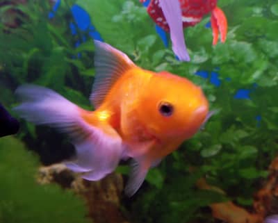 Goldfish for sale