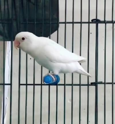 Albino red eye