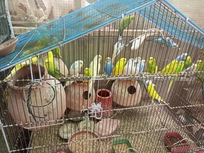 budgies breader pair for sale