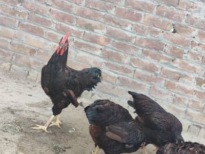 RID top quality in Pakistan