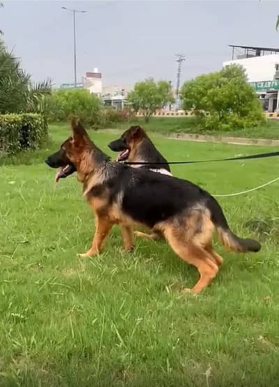 German Shepherd puppy stock coat available  | Dog For Sale | GSD