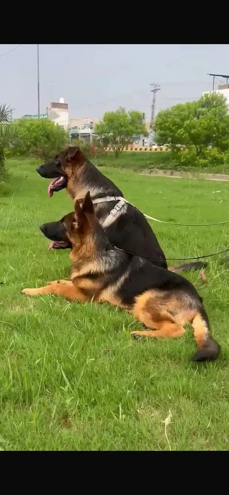 German Shepherd puppy stock coat available  | Dog For Sale | GSD — photo 2