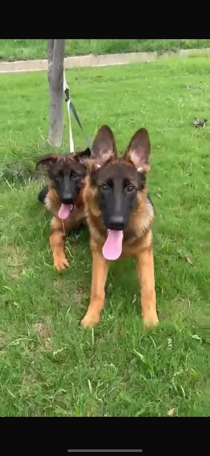 German Shepherd puppy stock coat available  | Dog For Sale | GSD — photo 4