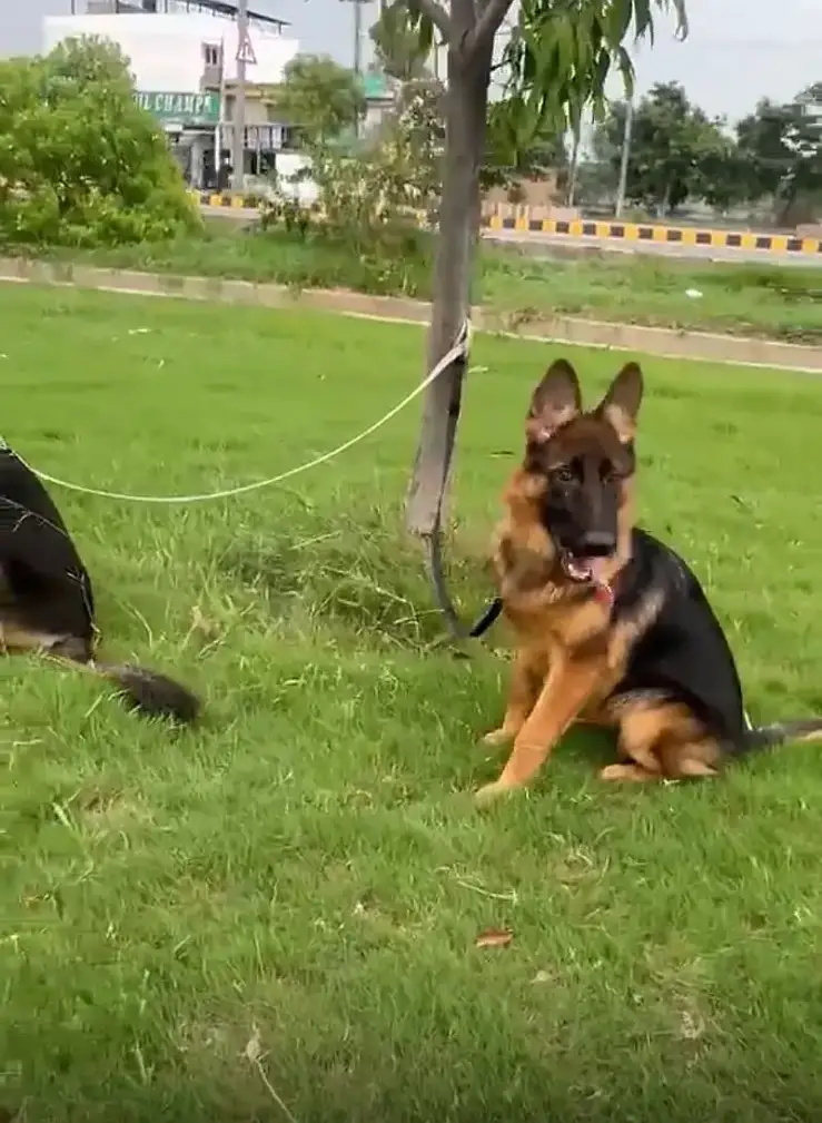 German Shepherd puppy stock coat available  | Dog For Sale | GSD — photo 6