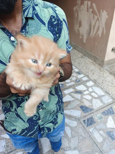3 Persian Kittens for sale very beautiful MASHA ALLAH