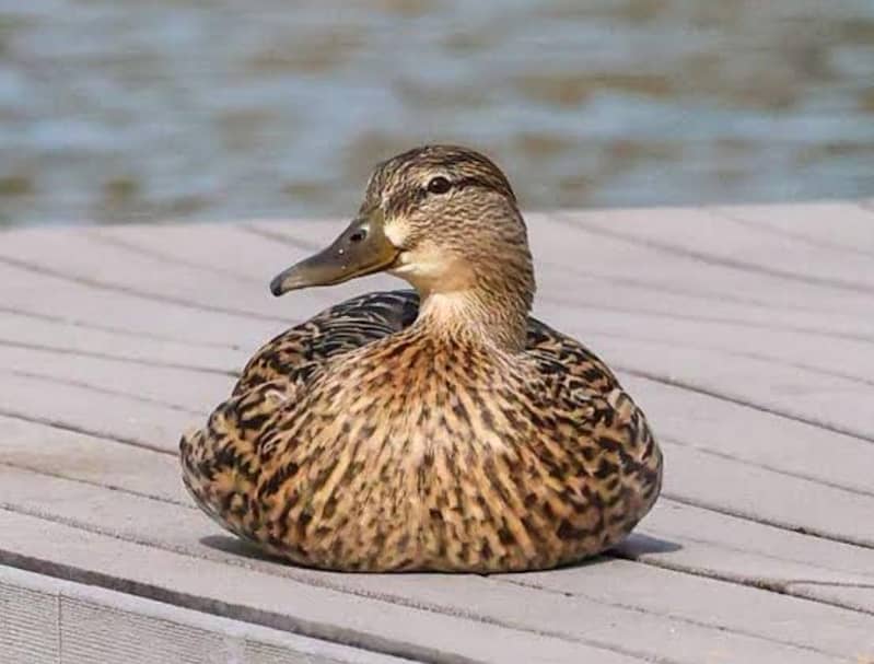 Ducks 0