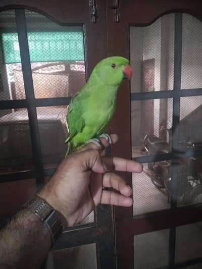 Green parrot for sale