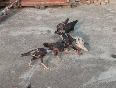 aseel hen with chicks