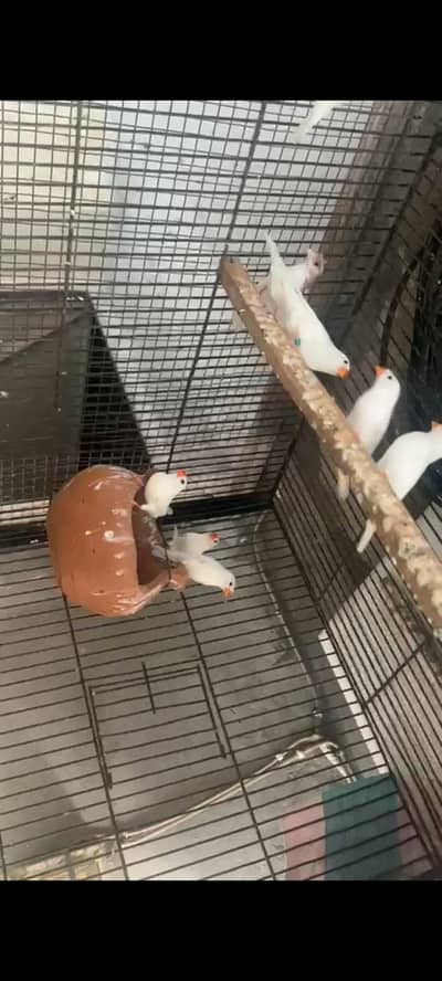 snow white finches Bangalize