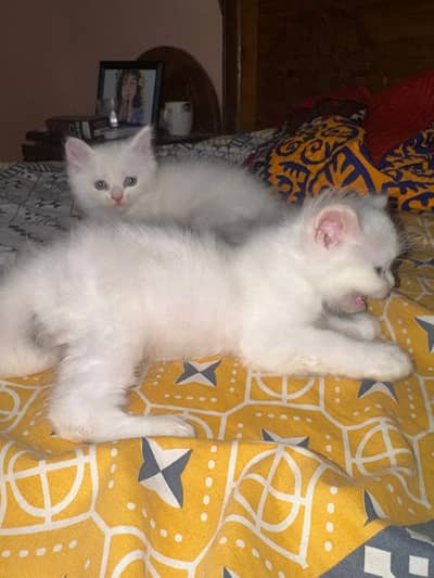 Persian kittens best playful selling on urgent basisime moving abroad