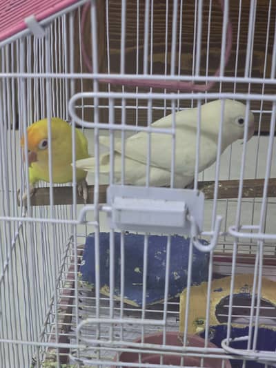 Aaaaa
