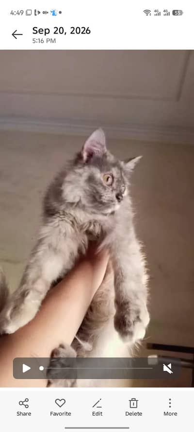 Persion cat grey white color hair cutting grmi reason