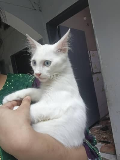Persian kitten