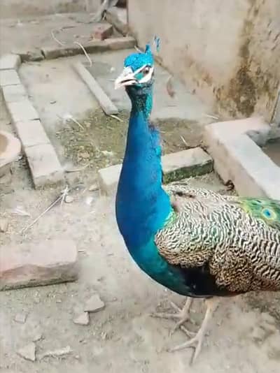 Peacock for Sale
