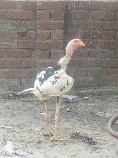 aseal sindhi