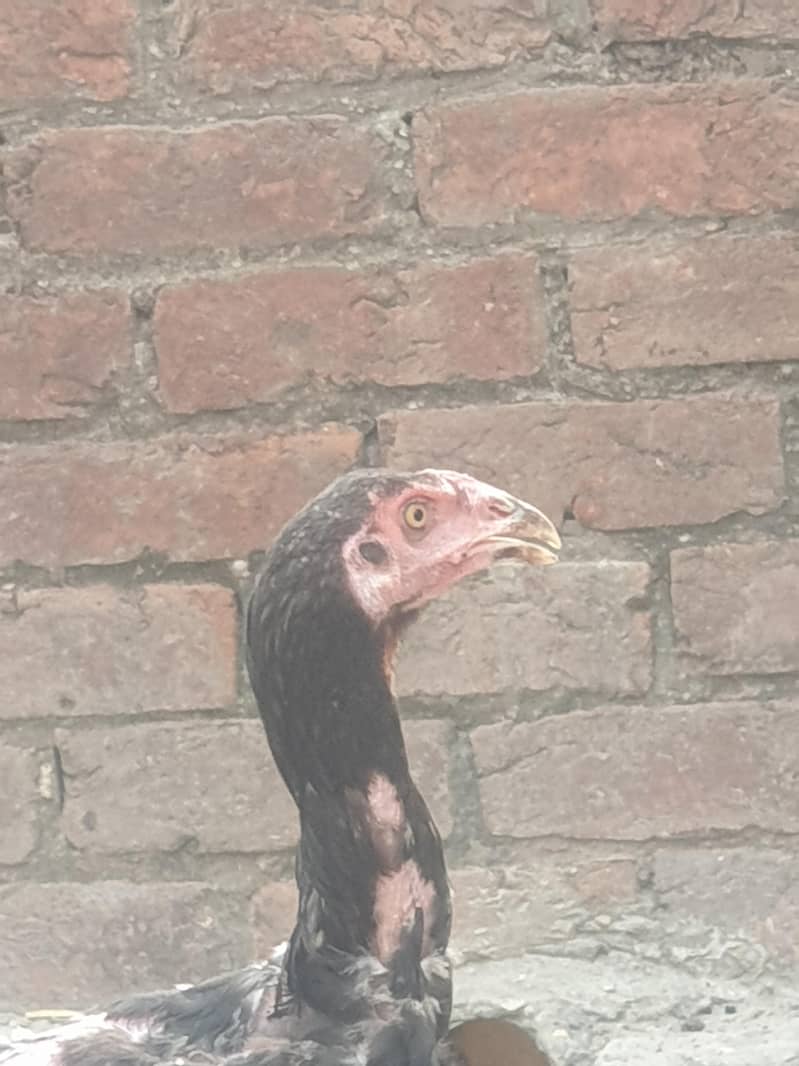 aseal sindhi 1