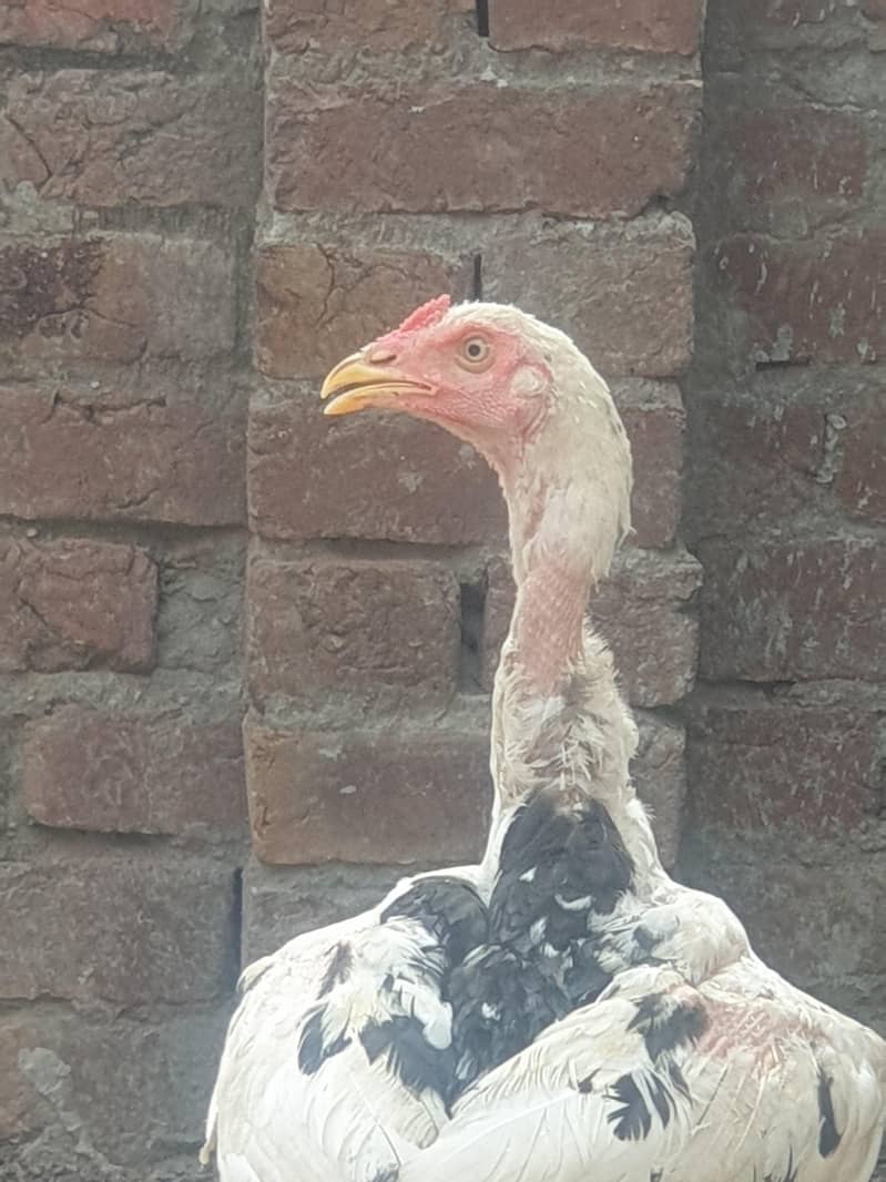 aseal sindhi 2