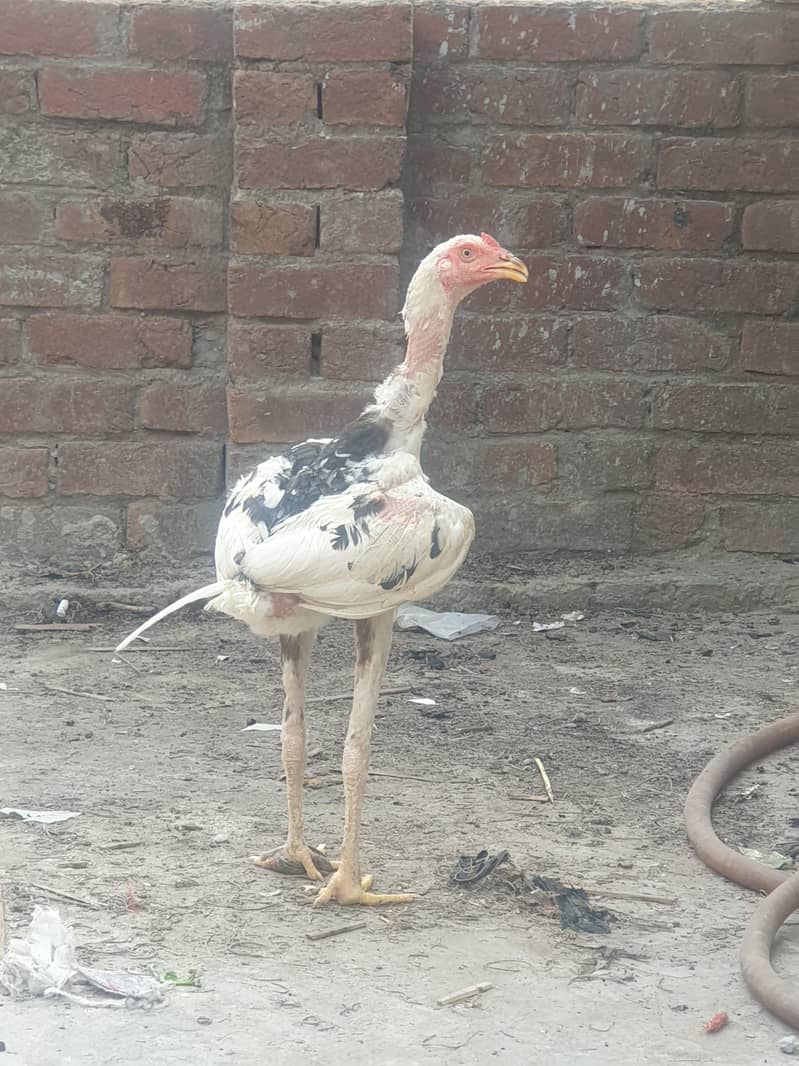 aseal sindhi 3