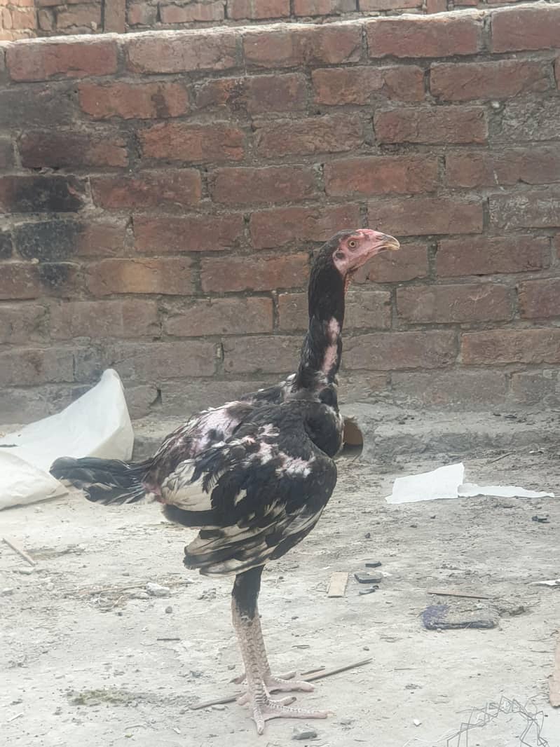 aseal sindhi 4