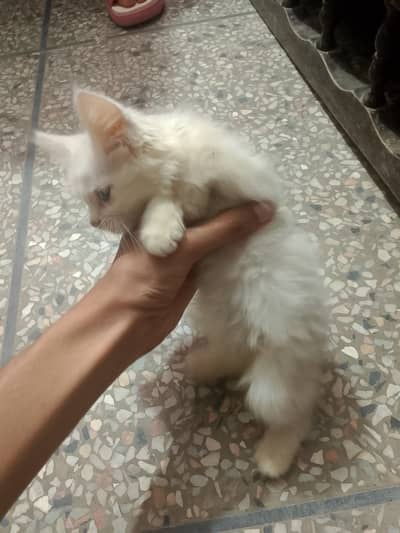 Triple coated kitten