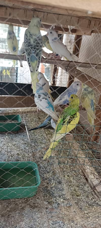 budgies pathy
