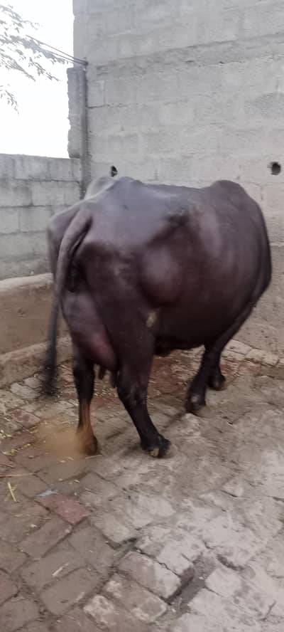 02 Buffalos Available For Sale