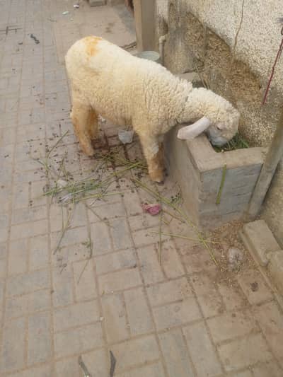 khare ka dumba age 5 mhine ka 03130032788
