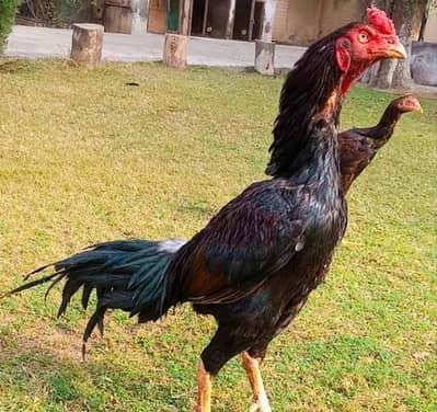 aseel chick for sale contact number 0318_6155796