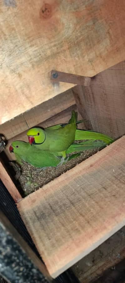 3 pair green ringneck and 3 box of raw Pahari