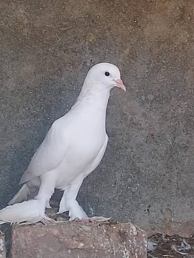 white fancy pigeon